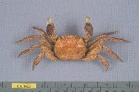 藏品(日本絨螯蟹)的圖片